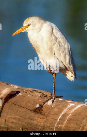 WESTERN Cattle Egret (Bubulcus ibis), Kruger-Nationalpark, Südafrika Stockfoto