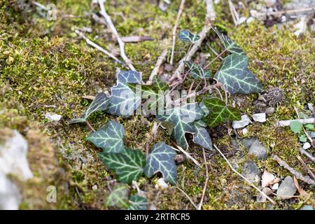 Grüne Efeublätter bei Wintersonne Stockfoto