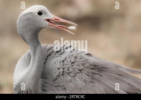 Blue Crane (Anthropoides paradiseus), Etosha-Nationalpark, Namibia Stockfoto