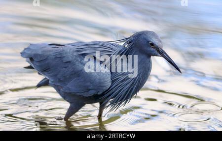 Black Heron oder Black Egret (Egretta ardesiaca), Kruger National Park, Südafrika Stockfoto