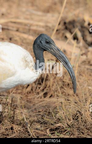 Erwachsener afrikanischer Heiliger Ibis (Threskiornis aethiopicus), Kruger-Nationalpark, Südafrika Stockfoto