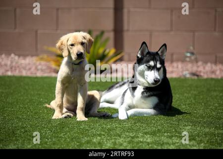 Hunde posieren auf Gras Stockfoto