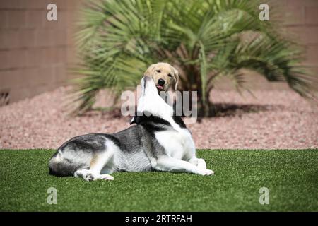 Verspielte Hunde liegen auf Gras Stockfoto