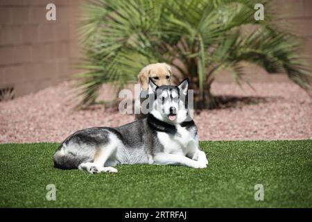 Verspielte Hunde liegen auf Gras Stockfoto