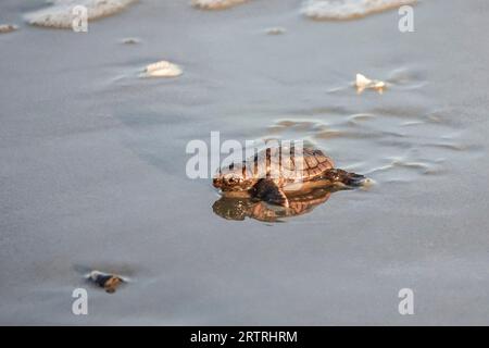 Isle of Palms, Vereinigte Staaten von Amerika. 14. September 2023. Eine bedrohte Unechte Karettschildkröte schlüpft in Richtung Atlantik, nachdem sie am 14. September 2023 in Isle of Palms, South Carolina, aus dem Nest entlassen wurde. Quelle: Richard Ellis/Richard Ellis/Alamy Live News Stockfoto