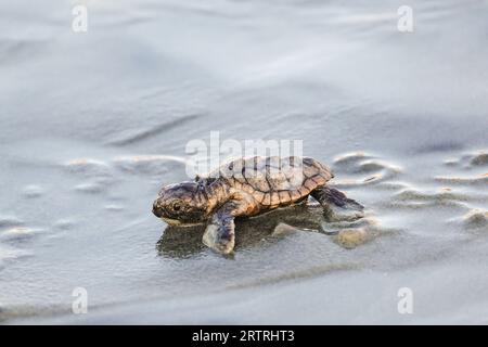 Isle of Palms, Vereinigte Staaten von Amerika. 14. September 2023. Eine bedrohte Unechte Karettschildkröte schlüpft in Richtung Atlantik, nachdem sie am 14. September 2023 in Isle of Palms, South Carolina, aus dem Nest entlassen wurde. Quelle: Richard Ellis/Richard Ellis/Alamy Live News Stockfoto