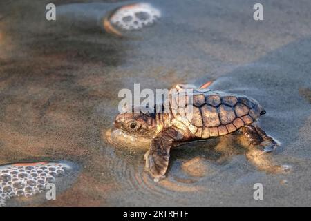 Isle of Palms, Vereinigte Staaten von Amerika. 14. September 2023. Eine bedrohte Unechte Karettschildkröte schlüpft in Richtung Atlantik, nachdem sie am 14. September 2023 in Isle of Palms, South Carolina, aus dem Nest entlassen wurde. Quelle: Richard Ellis/Richard Ellis/Alamy Live News Stockfoto