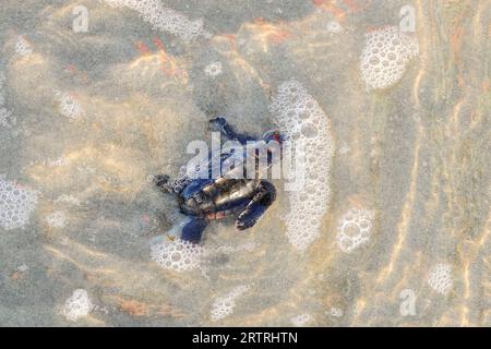 Isle of Palms, Vereinigte Staaten von Amerika. 14. September 2023. Eine bedrohte Unechte Karettschildkröte schlüpft in Richtung Atlantik, nachdem sie am 14. September 2023 in Isle of Palms, South Carolina, aus dem Nest entlassen wurde. Quelle: Richard Ellis/Richard Ellis/Alamy Live News Stockfoto