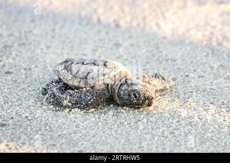 Isle of Palms, Vereinigte Staaten von Amerika. 14. September 2023. Eine bedrohte Unechte Karettschildkröte schlüpft in Richtung Atlantik, nachdem sie am 14. September 2023 in Isle of Palms, South Carolina, aus dem Nest entlassen wurde. Quelle: Richard Ellis/Richard Ellis/Alamy Live News Stockfoto