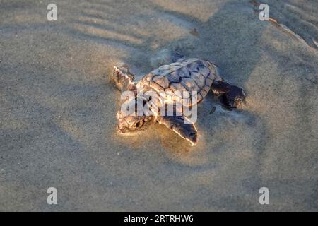 Isle of Palms, Vereinigte Staaten von Amerika. 14. September 2023. Eine bedrohte Unechte Karettschildkröte schlüpft in Richtung Atlantik, nachdem sie am 14. September 2023 in Isle of Palms, South Carolina, aus dem Nest entlassen wurde. Quelle: Richard Ellis/Richard Ellis/Alamy Live News Stockfoto