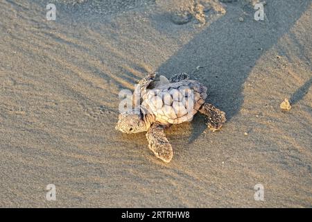 Isle of Palms, Vereinigte Staaten von Amerika. 14. September 2023. Eine bedrohte Unechte Karettschildkröte schlüpft in Richtung Atlantik, nachdem sie am 14. September 2023 in Isle of Palms, South Carolina, aus dem Nest entlassen wurde. Quelle: Richard Ellis/Richard Ellis/Alamy Live News Stockfoto