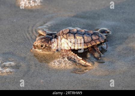 Isle of Palms, Vereinigte Staaten von Amerika. 14. September 2023. Eine bedrohte Unechte Karettschildkröte schlüpft in Richtung Atlantik, nachdem sie am 14. September 2023 in Isle of Palms, South Carolina, aus dem Nest entlassen wurde. Quelle: Richard Ellis/Richard Ellis/Alamy Live News Stockfoto