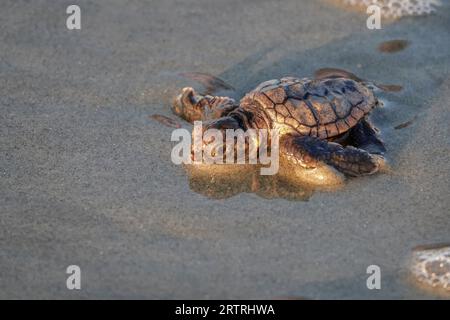 Isle of Palms, Vereinigte Staaten von Amerika. 14. September 2023. Eine bedrohte Unechte Karettschildkröte schlüpft in Richtung Atlantik, nachdem sie am 14. September 2023 in Isle of Palms, South Carolina, aus dem Nest entlassen wurde. Quelle: Richard Ellis/Richard Ellis/Alamy Live News Stockfoto
