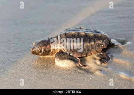 Isle of Palms, Vereinigte Staaten von Amerika. 14. September 2023. Eine bedrohte Unechte Karettschildkröte schlüpft in Richtung Atlantik, nachdem sie am 14. September 2023 in Isle of Palms, South Carolina, aus dem Nest entlassen wurde. Quelle: Richard Ellis/Richard Ellis/Alamy Live News Stockfoto