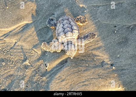 Isle of Palms, Vereinigte Staaten von Amerika. 14. September 2023. Eine bedrohte Unechte Karettschildkröte schlüpft in Richtung Atlantik, nachdem sie am 14. September 2023 in Isle of Palms, South Carolina, aus dem Nest entlassen wurde. Quelle: Richard Ellis/Richard Ellis/Alamy Live News Stockfoto