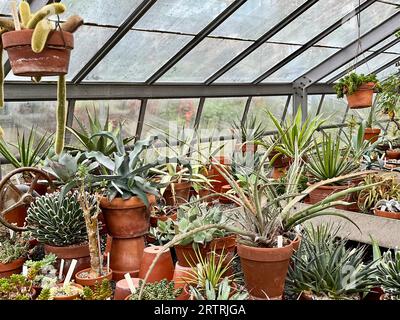 Pflanzen im Gewächshaus, Wave Hill Public Garden and Cultural Center, Interior, Marco Polo Stufano Conservatory, Cactus and Succulent House. Stockfoto