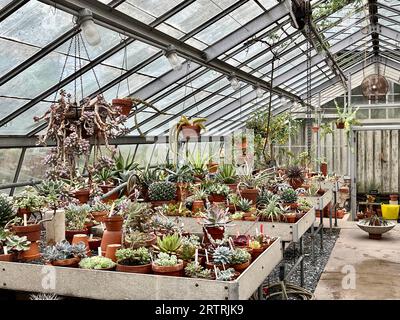 Pflanzen im Gewächshaus, Wave Hill Public Garden and Cultural Center, Interior, Marco Polo Stufano Conservatory, Cactus and Succulent House. Stockfoto