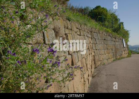 Weinbergmauern rund um die Ruinen von Schloss Weibertreu, Weibertreu, Weinsberg, Weinsbergtal, Heilbronn, Heilbronn-Franken, Baden-Württemberg Stockfoto