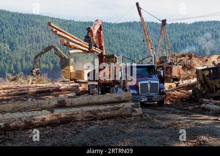 Loader mit Holzausleger, Ablagerung von Douglasie „Pseudotsuga menziesii“-Holzfällerwagen an der Küste, Tigercat 880 Baumstamm-Stripper, Baumstamm mit hohem Bleigehalt. Stockfoto