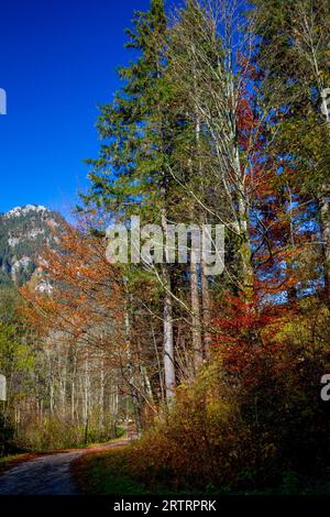 Herbstwald auf den Bergen bei Pfronten in Allgaeu in Bayern Stockfoto