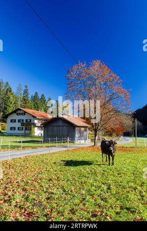 Allgaeuer Braunvieh auf Weide im Herbst in Allgaeu, Bayern, Deutschland. Braunvieh, eine regionale Rinderrasse, auf einer Wiese bei Pfronten in Allgaeu Stockfoto