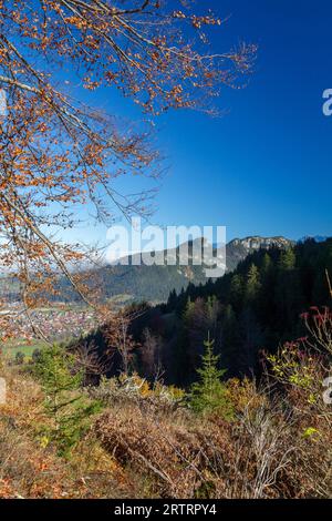 Blick vom Herbstwald auf die Ruinen der Burg Falkenstein in Allgaeu, Bayern, Deutschland Stockfoto