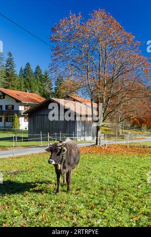 Allgaeuer Braunvieh auf Weide im Herbst in Allgaeu, Bayern, Deutschland. Braunvieh, eine regionale Rinderrasse, auf einer Wiese bei Pfronten in Allgaeu Stockfoto