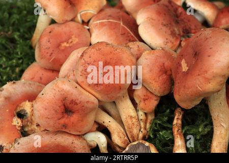 Pilze des ziegelroten Schwefelkopfes, Hintergrundwiese Stockfoto