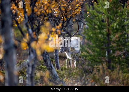 Rentier (Rangifer tarandus) in der Furche, Rentier in der Furche, Tarandus Stockfoto