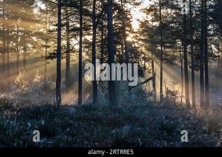 Nach einer kalten Nacht kämpfen sich die ersten Sonnenstrahlen durch den Nebel in einem Wald, Daenemark, Dänemark Stockfoto