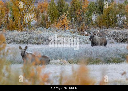 Ab Mitte September sucht der Bullenelch nach Weibchen, die bereit sind sich zu paaren, ab Mitte September beginnt der Bullenelch (Alces alces) nach Weibchen zu suchen Stockfoto