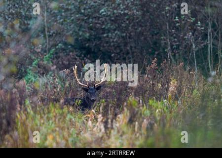 Ein Schwarzer Damhirsch auf einer Waldwiese Stockfoto