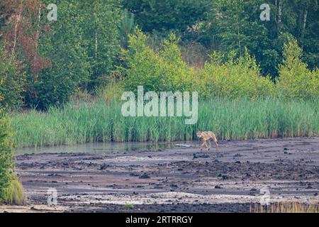 Wolfsruede in Deutschland, männlicher Grauer Wolf (Canis Lupus) in Deutschland Stockfoto