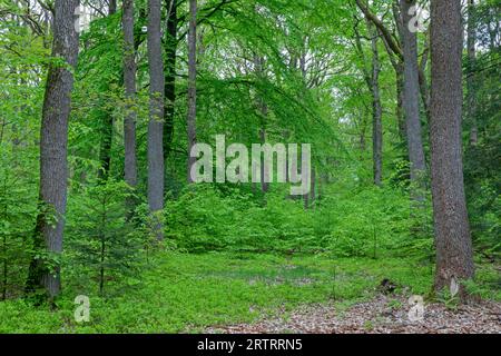 Eichen- und Buchenmischwald im Frühjahr (Quercus robur) (Fagus sylvatica) Stockfoto