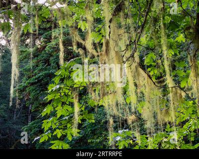 WA23649-00...WASHINGTON - Flechten bedeckte Äste der Big Leaf Maple Trees im Elkhorn-Gebiet des Olympic National Park. Stockfoto