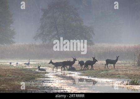 Rotwild (Cervus elaphus) walzt am Teich, Rotwild walzt am Teich Stockfoto
