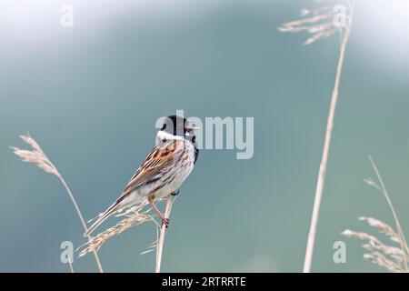 Reed Bunting (Emberiza schoeniclus), die Kupplung enthält in der Regel 4, 6 Eier (Reed Sparrow) (Foto Reed Bunting männlich auf einem Song Post), Common Reed Stockfoto