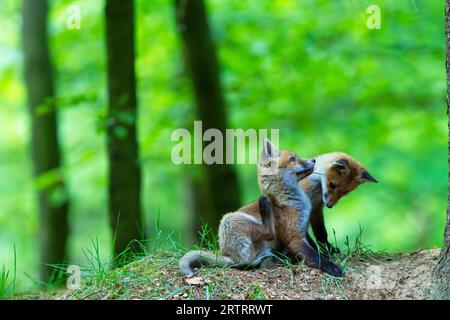 Red Fox (Vulpes vulpes) spielt in der Höhle, Red Fox Trikots spielen in der Höhle Stockfoto