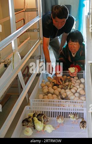 LUANNAN COUNTY, China - 23. Mai 2018: Arbeiter schauen sich einen kleinen Pfau an, der in einem automatischen Inkubator auf einer Farm im LUANNAN COUNTY, Provinz Hebei, Chi, geschlüpft ist Stockfoto