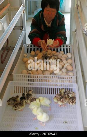 LUANNAN COUNTY, China - 23. Mai 2018: Arbeiter schauen sich einen kleinen Pfau an, der in einem automatischen Inkubator auf einer Farm im LUANNAN COUNTY, Provinz Hebei, Chi, geschlüpft ist Stockfoto