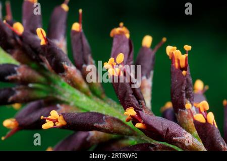 Amorpha fruticosa blüht im natürlichen Zustand, Nordchina Stockfoto