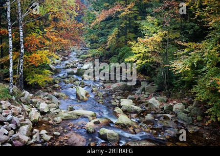 Bach im Herbstwald, Nationalpark Riesengebirge (Karkonoski Park Narodowy), Sudeten, Polen Stockfoto