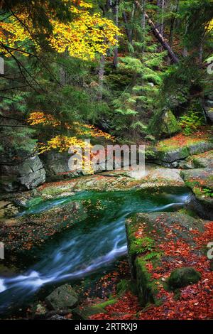 Malerische Creek im ruhigen herbstlichen Wald, Nationalpark Riesengebirge (Karkonoski Park Narodowy), Polen Stockfoto