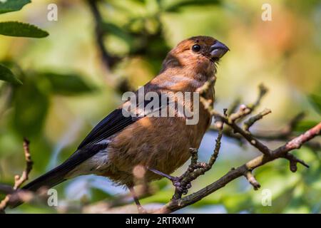 Ein junger Bullfinch sitzt auf einem Ast Stockfoto