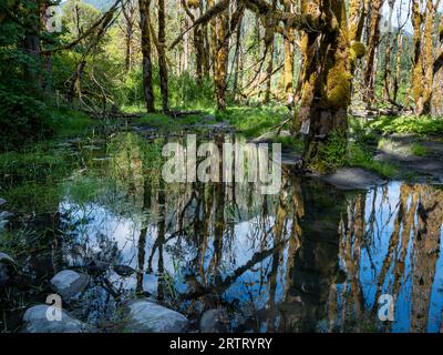 WA23647-00...WASHINGTON - kleiner Teich, der einen Moos bedeckten Big Leaf Maples im Elwha River Valley widerspiegelt. Stockfoto