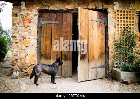 Ein Hund wartet auf Essen in einem ländlichen Anwesen in Melbourne, Victoria, Australien, Ozeanien Stockfoto