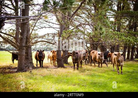 Eine Herde Kühe in eine üppig grüne Weide in der Nähe von Clarkefield in Victoria, Australien Stockfoto