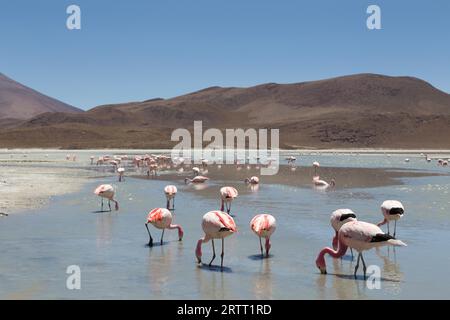 Foto von Flamingos auf der Laguna Hedionda im Nationalpark Eduardo Avaroa im Südwesten Boliviens Stockfoto