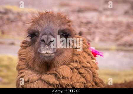 Alpaca-Porträt. Lamas und Alpakas sind in Bolivien und Peru wegen ihrer Wolle und ihres Fleisches sehr beliebt Stockfoto