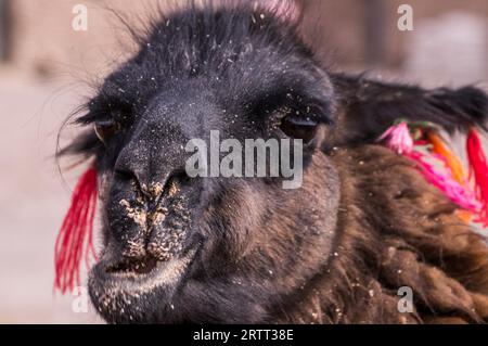Lustiges Porträt von Kaualpaka mit farbenfroher Dekoration. Lamas und Alpakas sind in Bolivien und Peru wegen ihrer Wolle und ihres Fleisches sehr beliebt Stockfoto